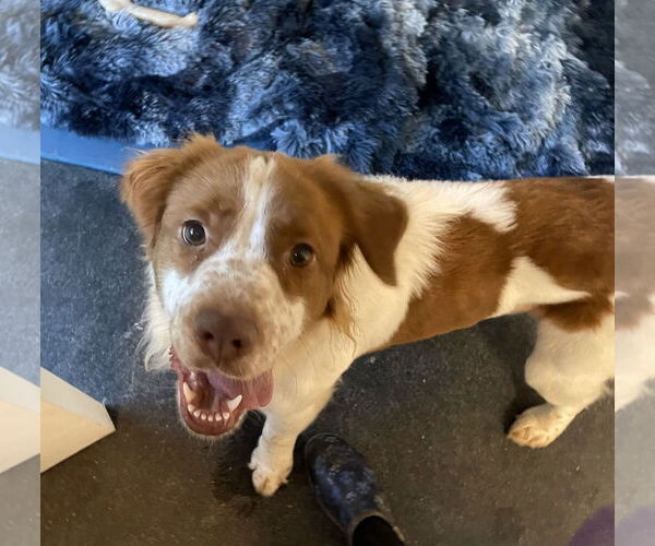 Medium Photo #5 Labany Puppy For Sale in Curwensville, PA, USA