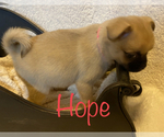 Small Photo #2 Pom-A-Pug Puppy For Sale in ACTON, CA, USA