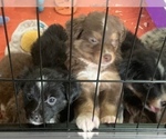 Small Photo #9 Miniature Australian Shepherd Puppy For Sale in BETHANY, IL, USA