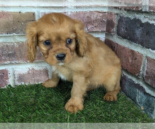 Medium Photo #14 Cavalier King Charles Spaniel Puppy For Sale in MOBERLY, MO, USA
