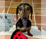 Small #3 Dachshund