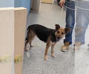 Mutt Dogs for adoption in Palmetto, FL, USA