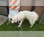 Small #17 Great Pyrenees Mix