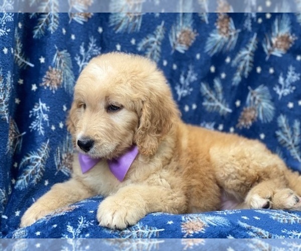 Medium Photo #2 Double Doodle Puppy For Sale in LAKELAND, FL, USA