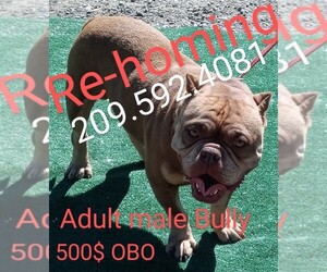 American Bully Puppy for sale in DOS PALOS, CA, USA
