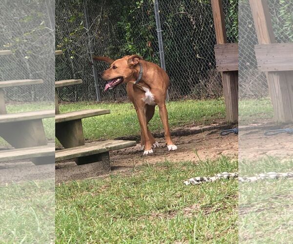 Medium Photo #4 Carolina Dog-Mountain Cur Mix Puppy For Sale in Orangeburg, SC, USA