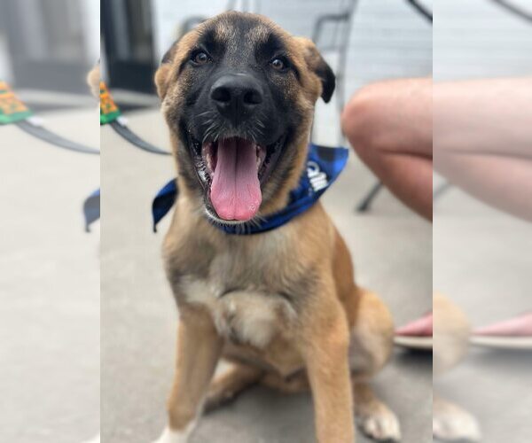 Medium Photo #1 Anatolian Shepherd-Unknown Mix Puppy For Sale in Greenville, SC, USA