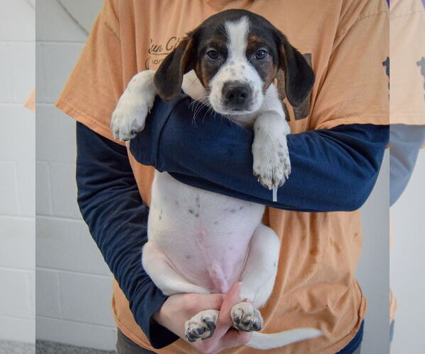 Medium Photo #4 Jack-A-Bee Puppy For Sale in Huntley, IL, USA