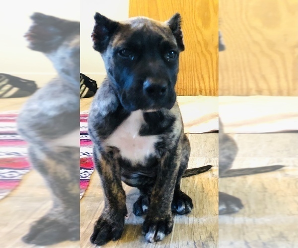 Medium Photo #15 Presa Canario Puppy For Sale in MESA, AZ, USA