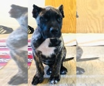 Small Photo #15 Presa Canario Puppy For Sale in MESA, AZ, USA