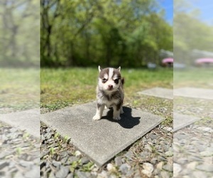 Medium Pomsky