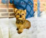 Small #20 Yorkshire Terrier