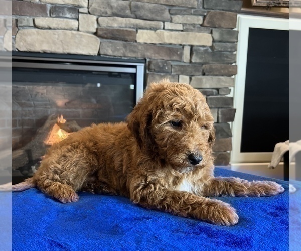 Medium Photo #4 Goldendoodle Puppy For Sale in NOBLESVILLE, IN, USA