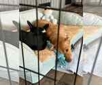 Small #4 Dachshund Mix