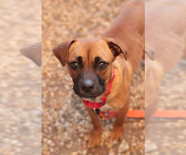 Medium Photo #19 Mutt Puppy For Sale in Philadelphia, PA, USA