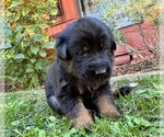 Small Photo #34 German Shepherd Dog Puppy For Sale in MARIPOSA, CA, USA