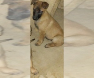 Belgian Malinois Puppy for sale in PALMDALE, CA, USA