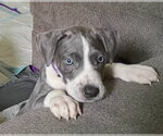 Small #1 Great Dane Mix