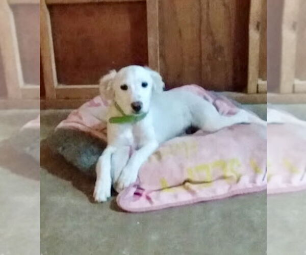 Medium Photo #3 Mutt Puppy For Sale in San Diego, CA, USA