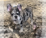 Small Photo #42 French Bulldog Puppy For Sale in GIG HARBOR, WA, USA