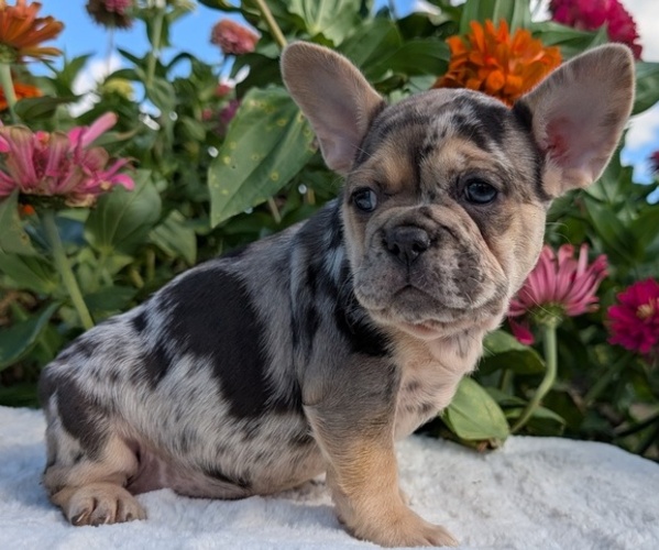 Medium Photo #3 French Bulldog Puppy For Sale in GOSHEN, IN, USA