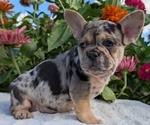 Small #2 French Bulldog