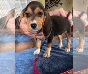 Beagle Puppy for sale in BOWLING GREEN, KY, USA