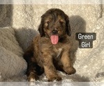Small #3 Bernedoodle