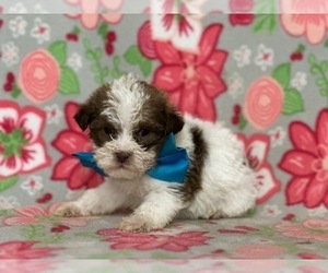 ShihPoo Dog for Adoption in LANCASTER, Pennsylvania USA