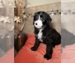 Small Photo #8 Aussiedoodle Puppy For Sale in SPRINGDALE, AR, USA