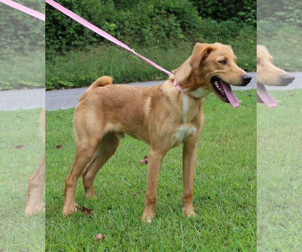 Medium Photo #4 Golden Retriever-Unknown Mix Puppy For Sale in Prattville, AL, USA