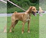 Small #3 Golden Retriever Mix