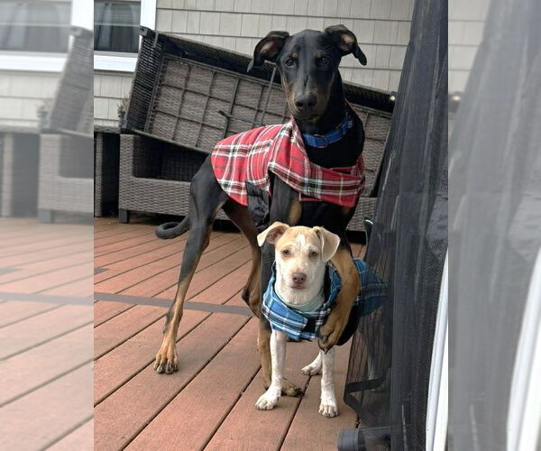 Medium Photo #5 Doberman Pinscher Puppy For Sale in Boonton, NJ, USA