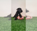 Small Photo #18 Schnauzer (Miniature) Puppy For Sale in MIAMI, FL, USA