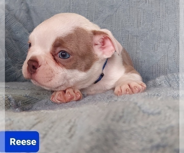 Medium Photo #13 Boston Terrier Puppy For Sale in POMEROY, OH, USA
