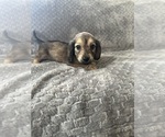 Small #24 Dachshund