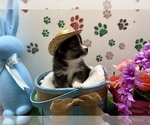 Small #12 Pomsky-Shiba Inu Mix