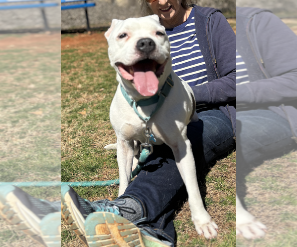 Medium Photo #4 Mutt Puppy For Sale in Decatur, GA, USA