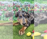 Small #6 Catahoula Leopard Dog