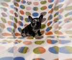 Puppy Puppy 1 French Bulldog