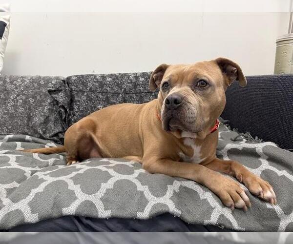 Medium Photo #2 Mutt Puppy For Sale in Berkeley , CA, USA