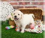 Small #4 Golden Retriever