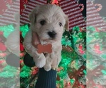 Puppy Orange collar Maltipoo (Miniature)