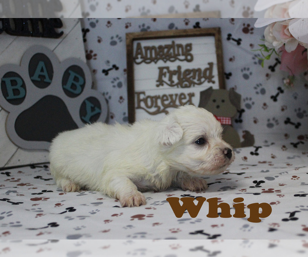 Medium Photo #8 Maltese Puppy For Sale in CHANUTE, KS, USA