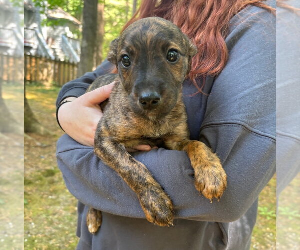 Medium Photo #2 American Pit Bull Terrier-Chihuahua Mix Puppy For Sale in Chester, VA, USA