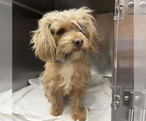 Cairn Terrier-Unknown Mix Dogs for adoption in Rancho Cucamonga, CA, USA
