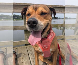 Rottweiler-Unknown Mix Dogs for adoption in Muskegon, MI, USA