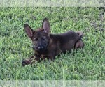 Small Photo #3 German Shepherd Dog Puppy For Sale in FREDERICKTOWN, OH, USA