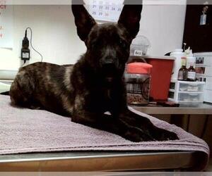 Dutch Shepherd -Unknown Mix Dogs for adoption in Martinez, CA, USA