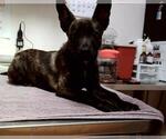 Small Dutch Shepherd  Mix